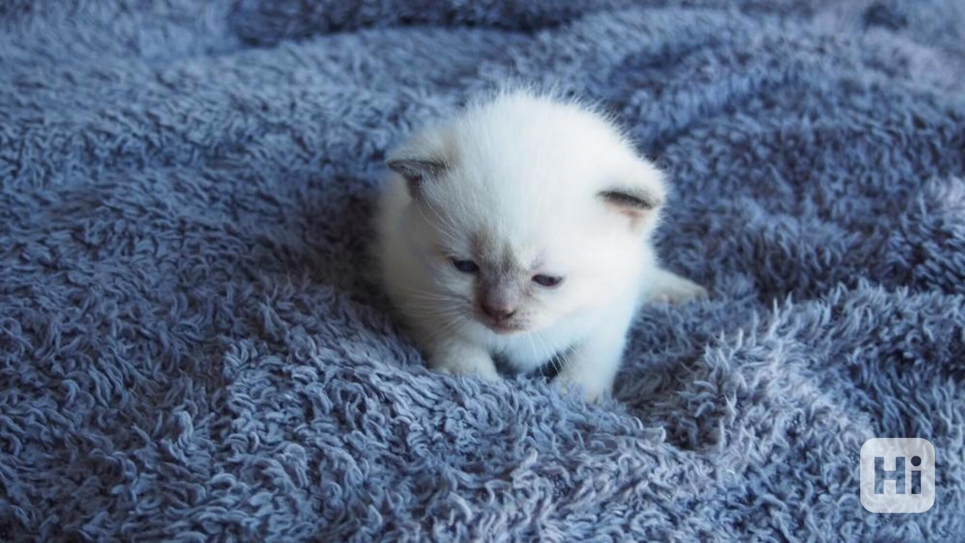  Koťata plemene Ragdoll z domácího chovu - foto 1