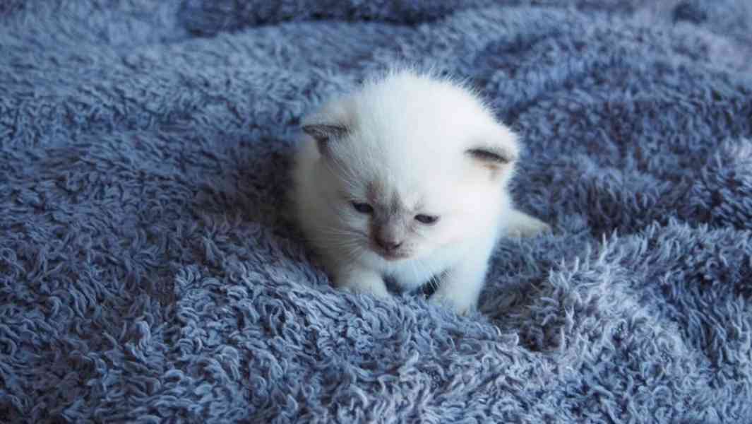  Koťata plemene Ragdoll z domácího chovu - foto 1