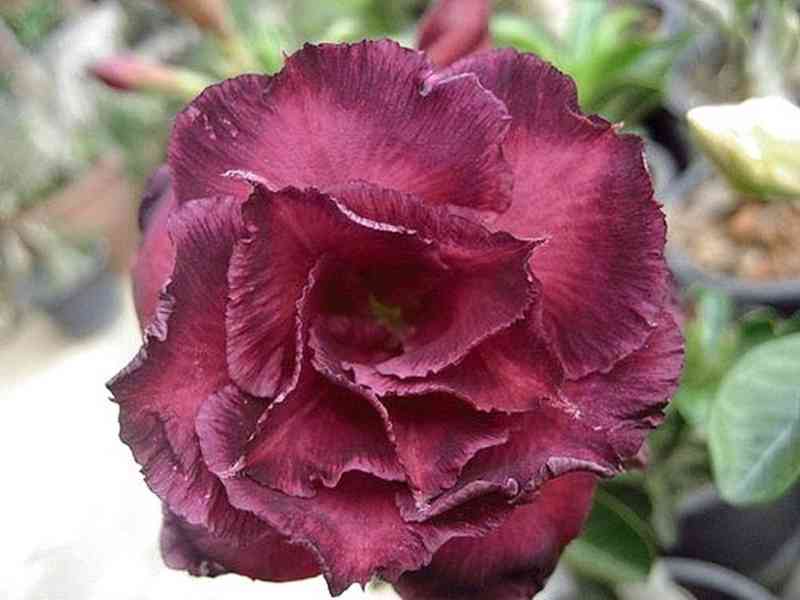 Adenium obesum 'moungmongkol' - semena