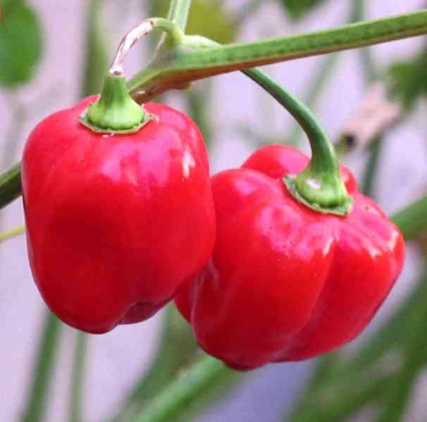Chilli Habanero Red Caribbean - semena