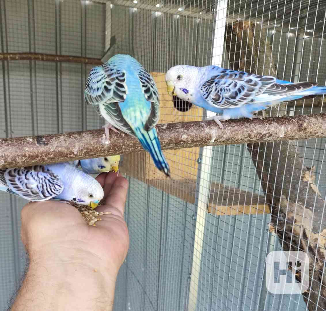 Prodám mladé Andulky  - foto 1
