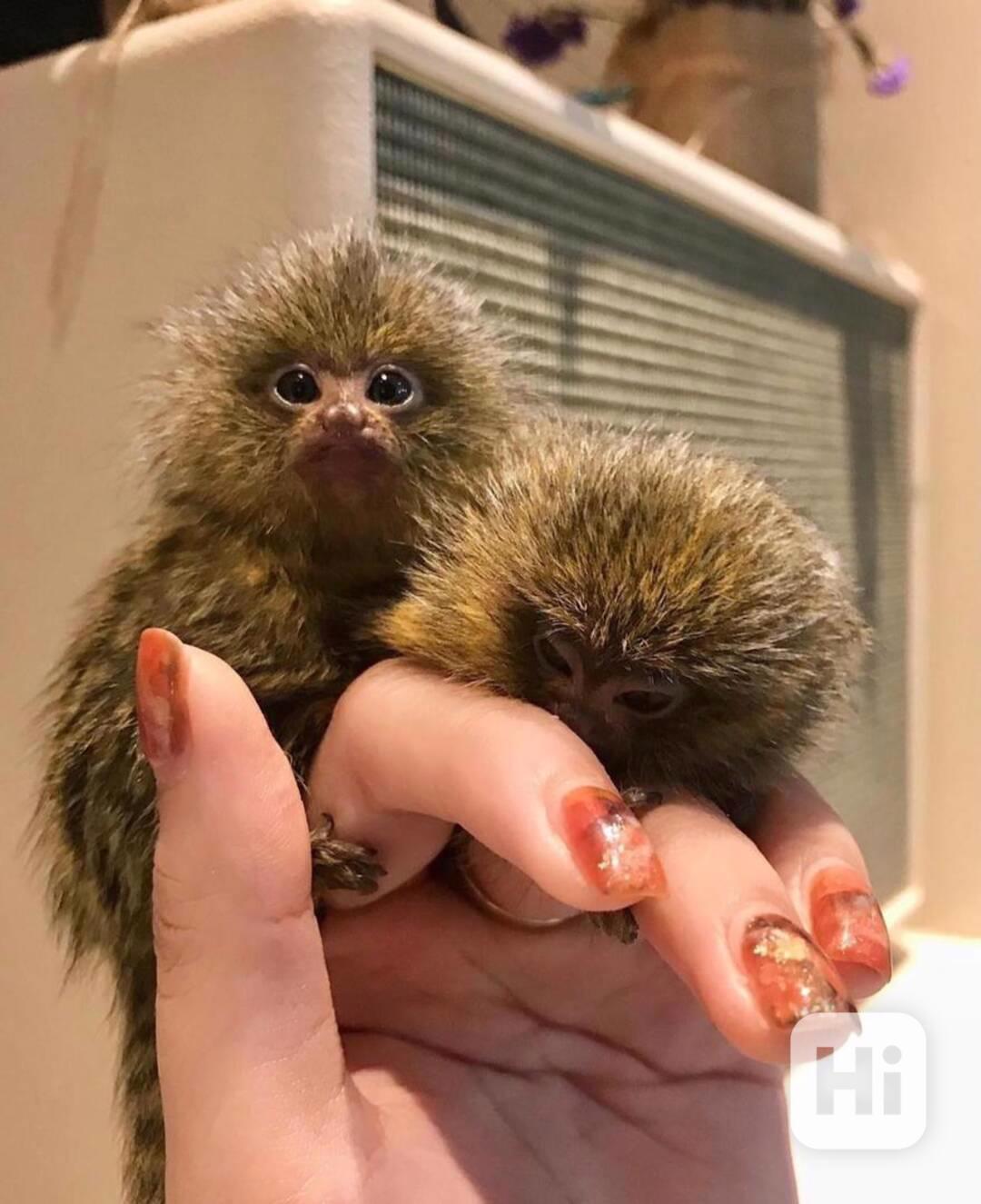 Roztomilé, zdravé opice kosmani - foto 1