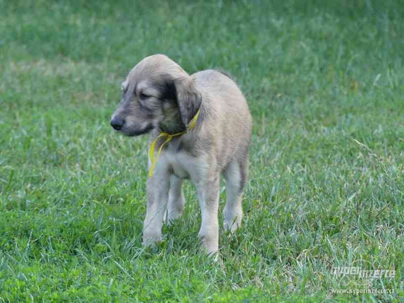 Saluki - Perský chrt - foto 4