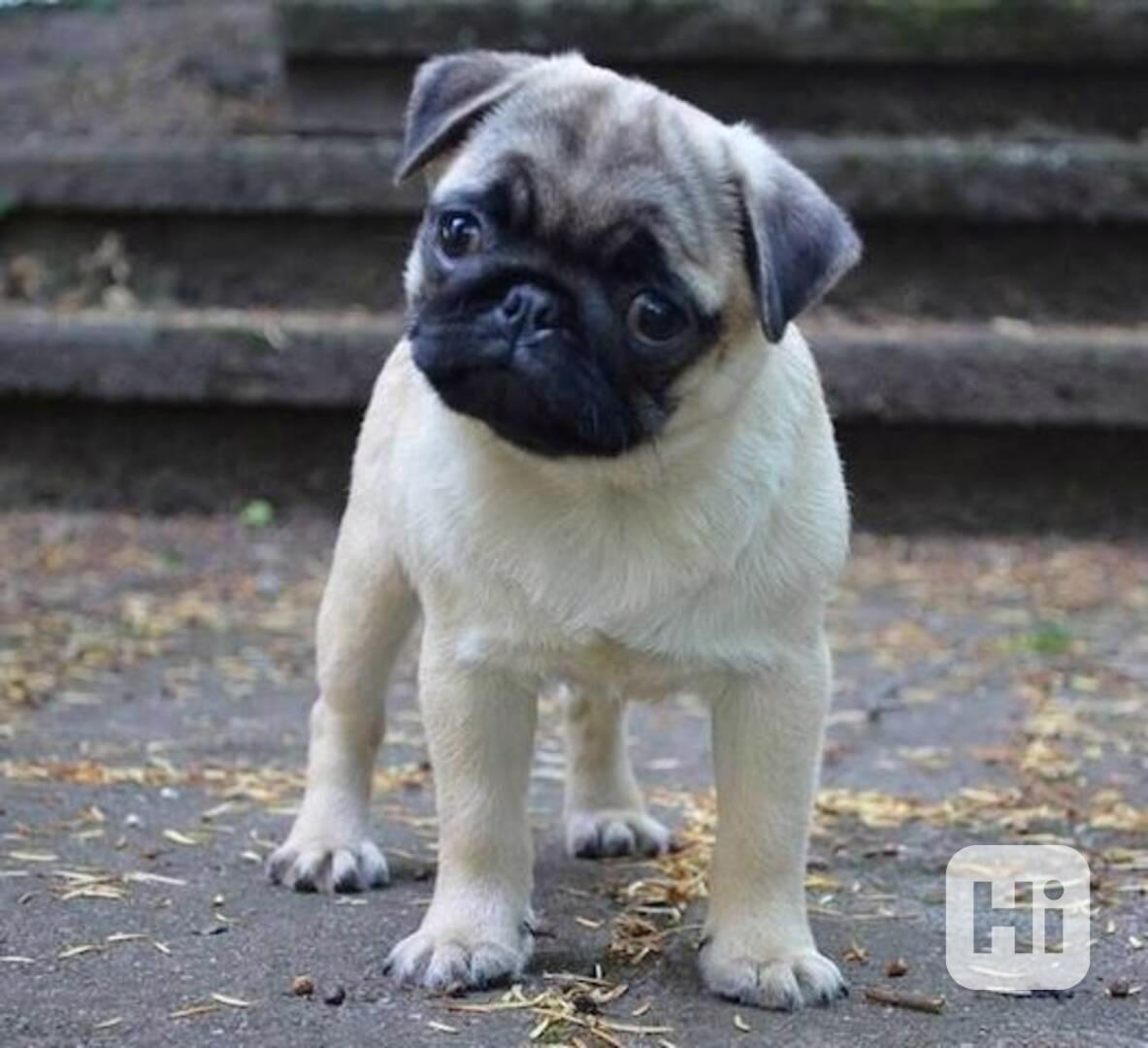 Štěňata mopse, samec a samice - foto 1