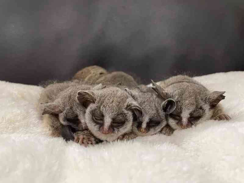 Představujeme naše hravé Bush Babies - foto 1