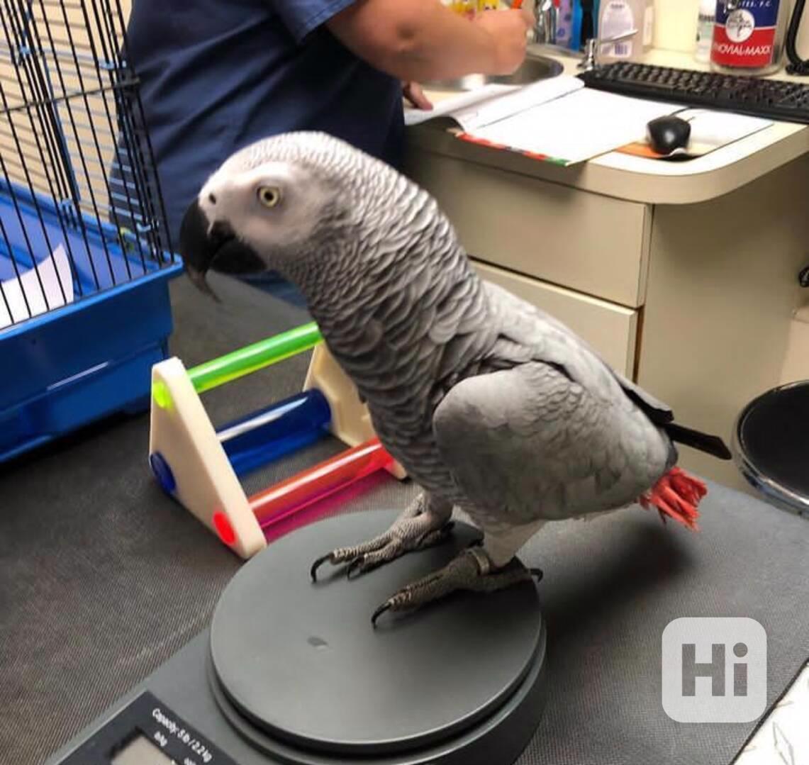 African grey parrots - foto 1