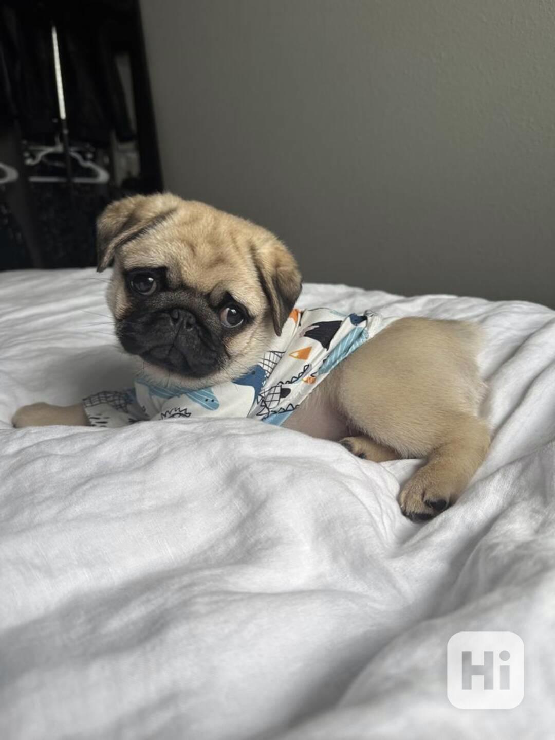 Prodám Mopy štěňata  s PP - foto 1