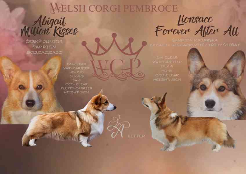 Welsh corgi Pembroke s PP - foto 1