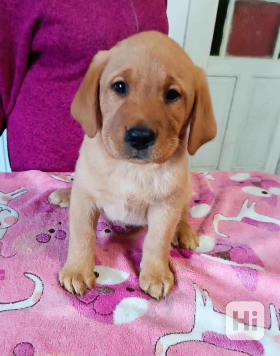 krásný labradorský retrívr k adopci - foto 1