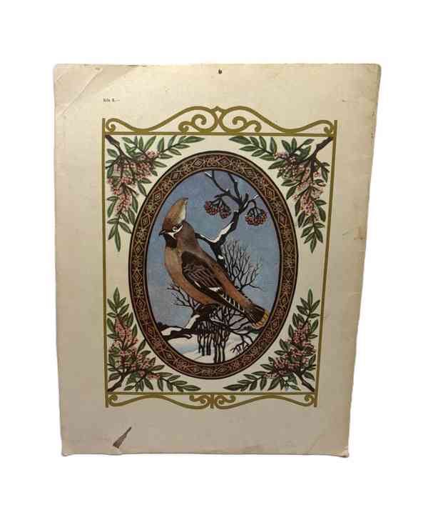 Lesní zpěváčci - foto 2