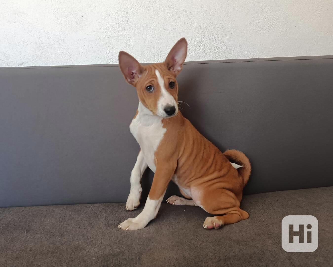 Basenji - prodám štěňata bez pp - foto 1