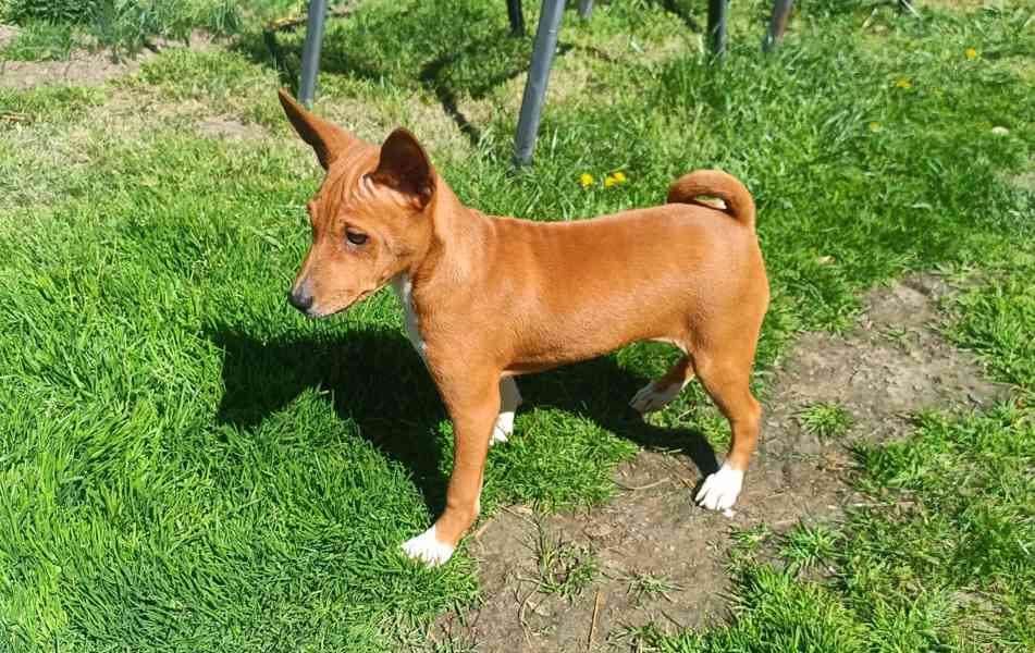 Basenji - prodám štěňata bez pp - foto 4