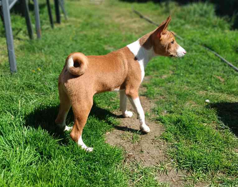 Basenji - prodám štěňata bez pp - foto 2