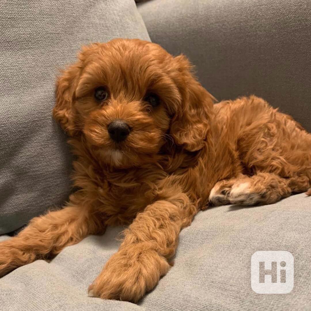 Krásné štěně Cavapoo k adopci. - foto 1