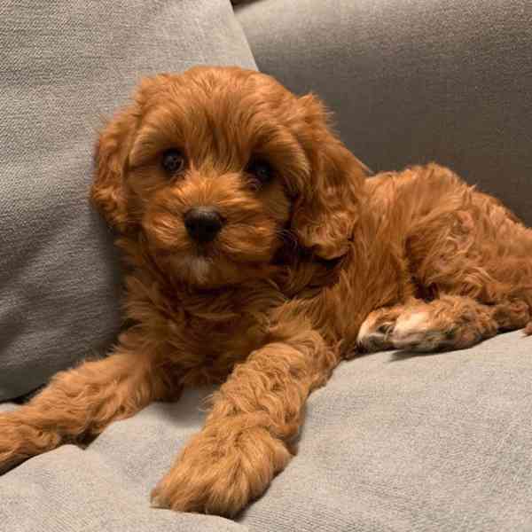 Krásné štěně Cavapoo k adopci. - foto 1
