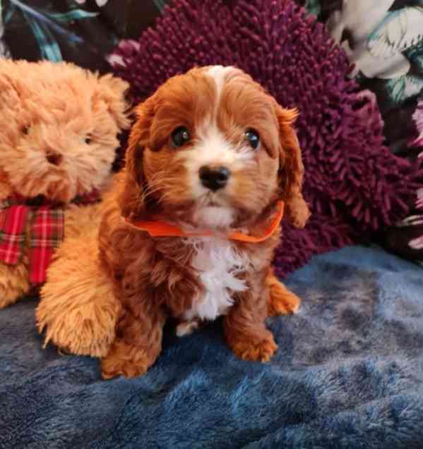 Krásné štěně Cavapoo k adopci. - foto 2