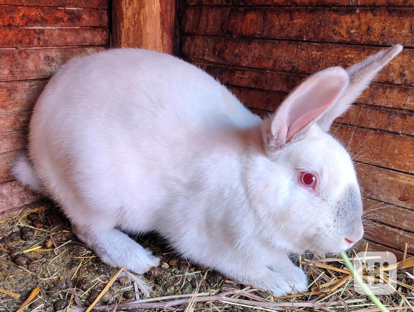 Králík - samec - foto 1