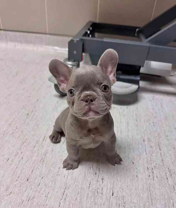 Štěňata francouzského buldoka k adopci - foto 3