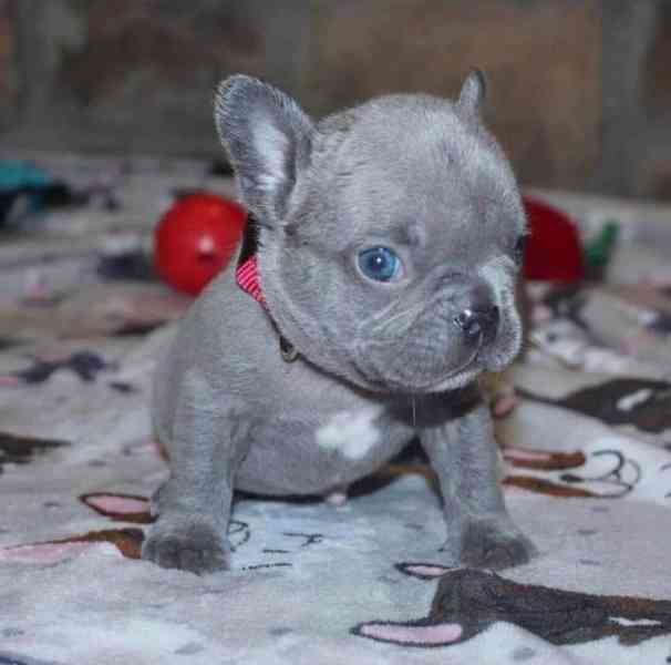 Štěňata francouzského buldoka k adopci - foto 1