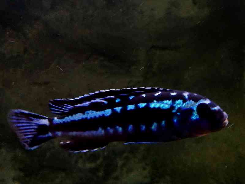 Tlamovci Malawi  - foto 1