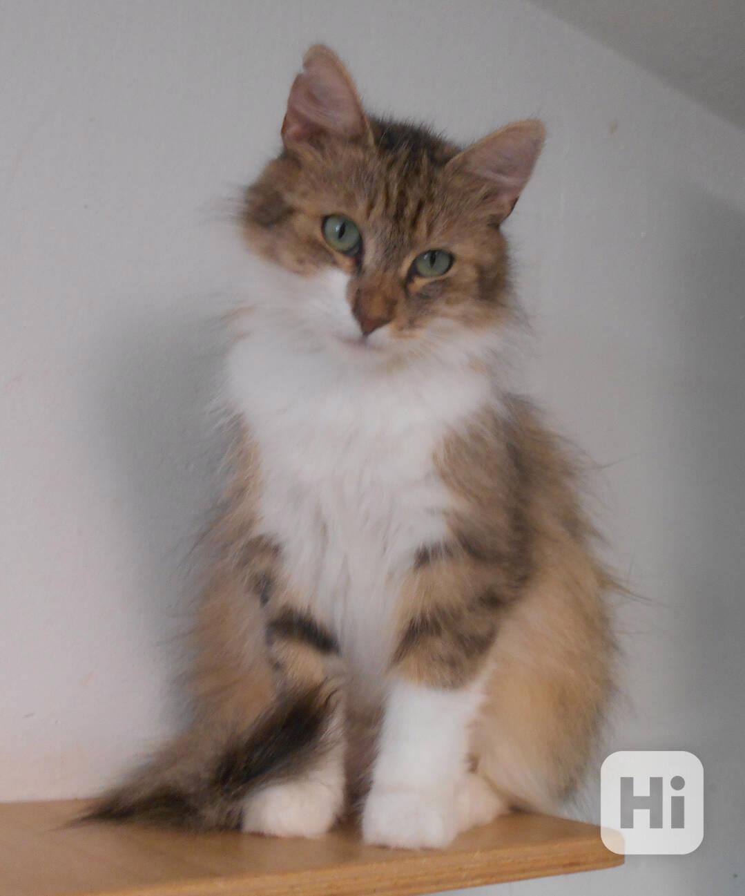 Mladá dlouhosrstá 1,5roční Tina - foto 1