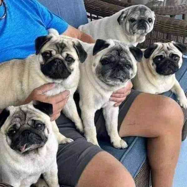 štěňata mopse k adopci