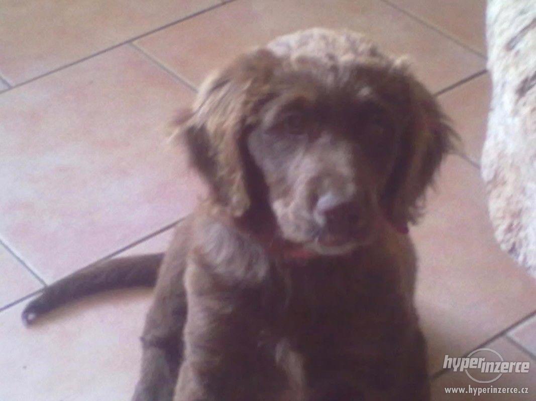 DARUJI ŠTĚŇÁTKO - foto 1