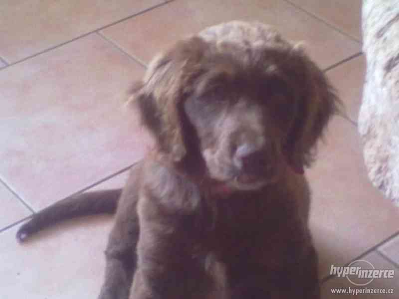 DARUJI ŠTĚŇÁTKO - foto 1