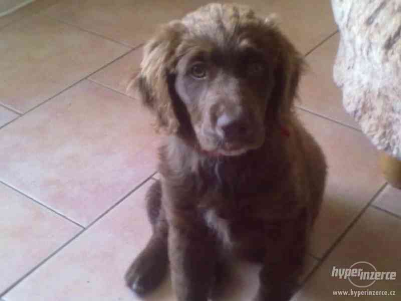 DARUJI ŠTĚŇÁTKO - foto 2