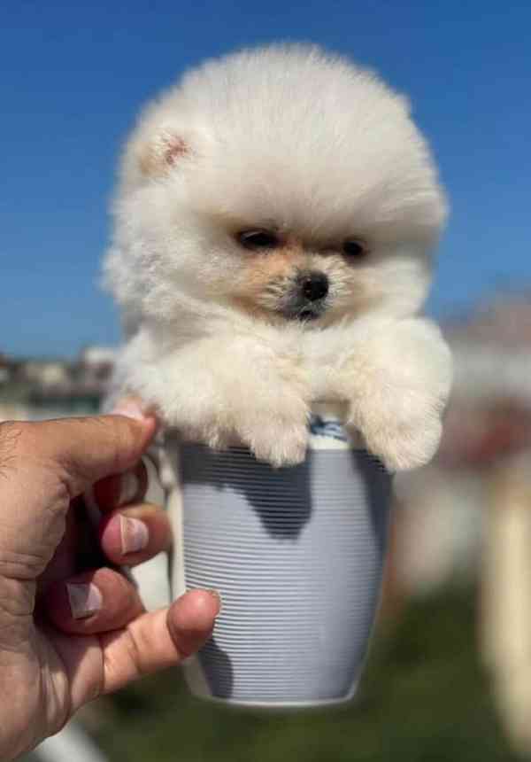 pomeranian Šteniatka 