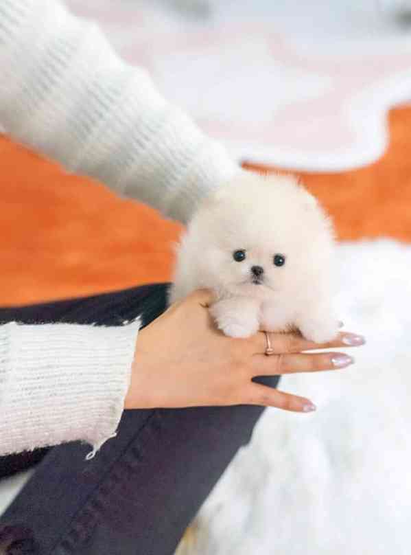 pomeranian Šteniatka  - foto 2