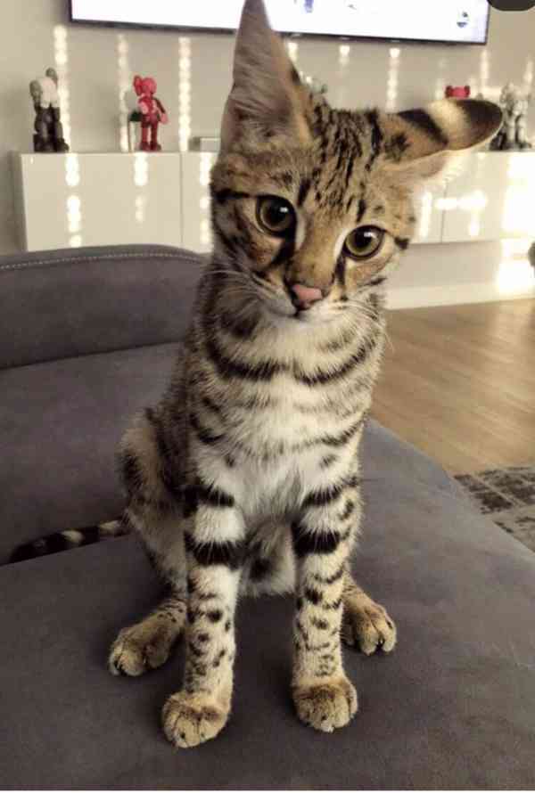 Dárek zdarma Savanová koťátka k adopci - foto 1