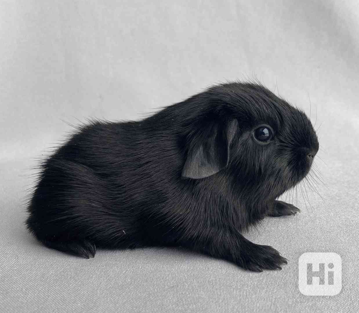 Krátkosrstá morčata - foto 1