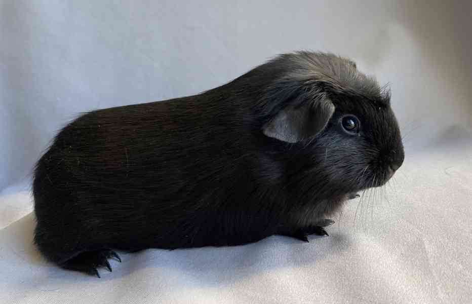 Krátkosrstá morčata - foto 4