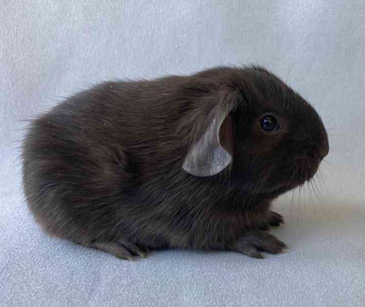 Krátkosrstá morčata - foto 2