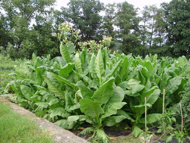 Virginský,Selský tabák semínka 2024