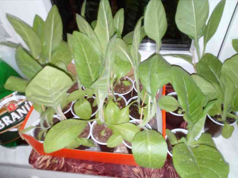 Virginský,Selský tabák semínka 2024 - foto 5