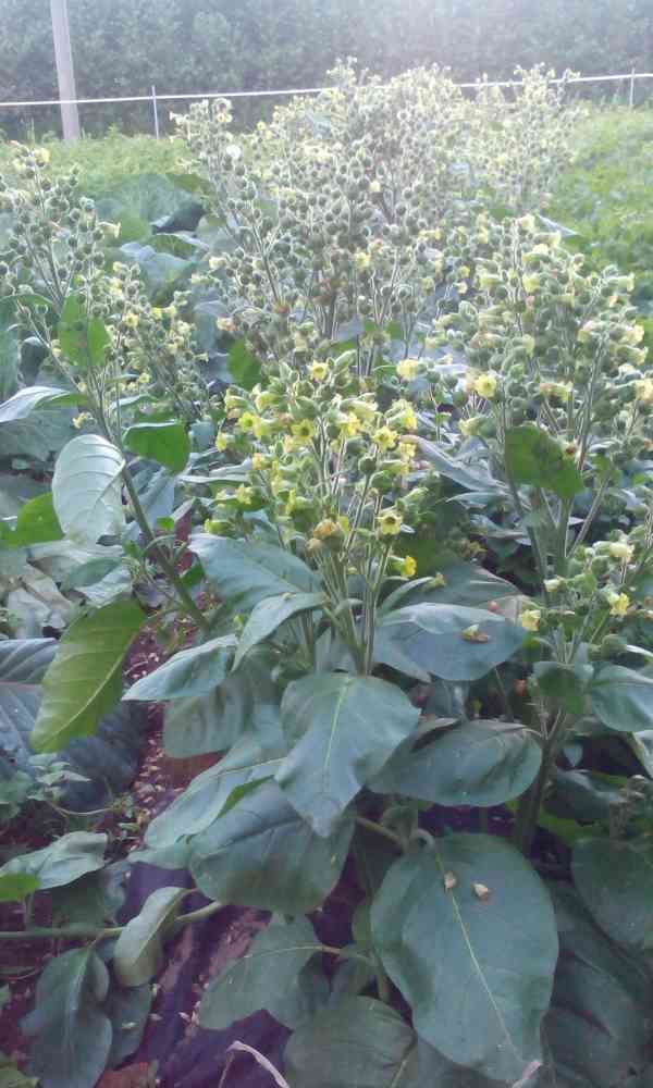 Virginský,Selský tabák semínka 2024 - foto 7