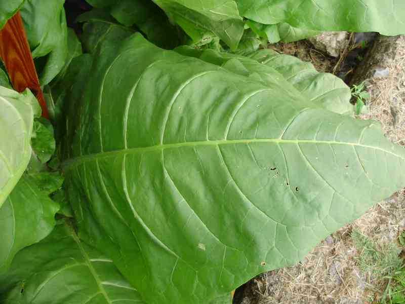 Virginský,Selský tabák semínka 2024 - foto 2