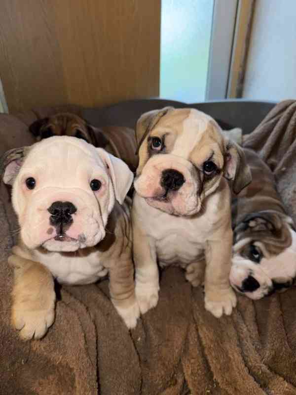 Anglický buldok k odběru - foto 1