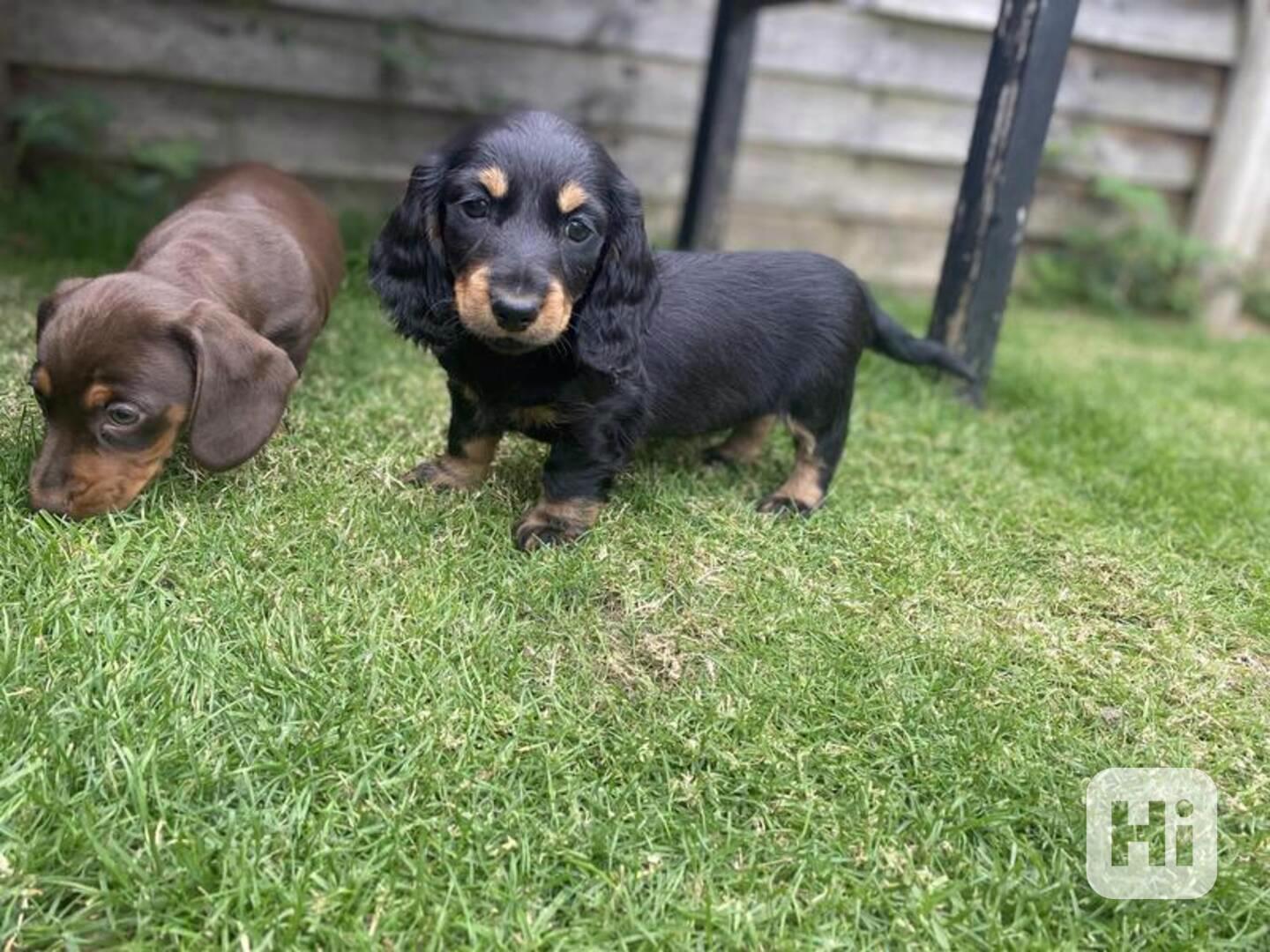 Štěňata dobermana s krásným rodokmenem - foto 1