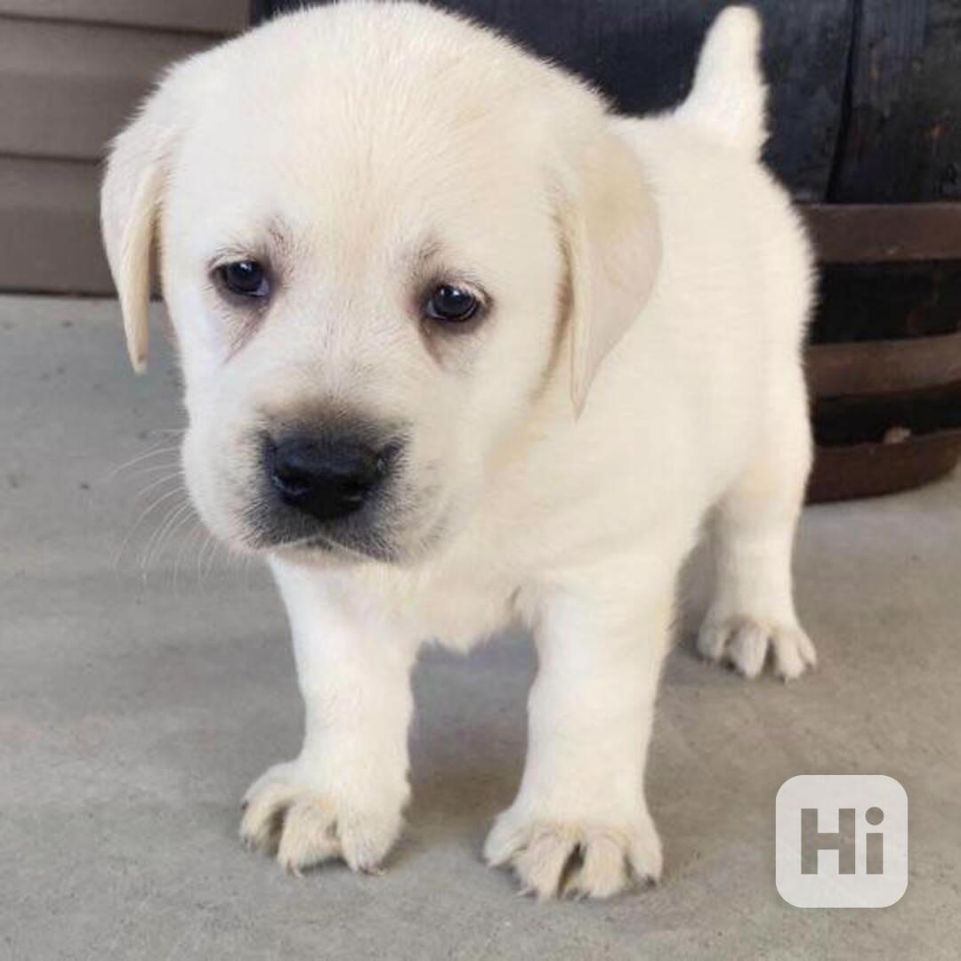 zlatý retrívr je připraven do svého trvalého domova. - foto 1