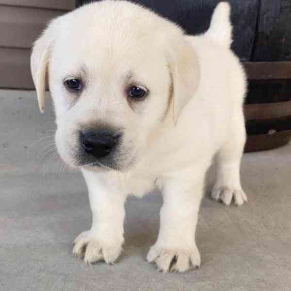 zlatý retrívr je připraven do svého trvalého domova. - foto 1