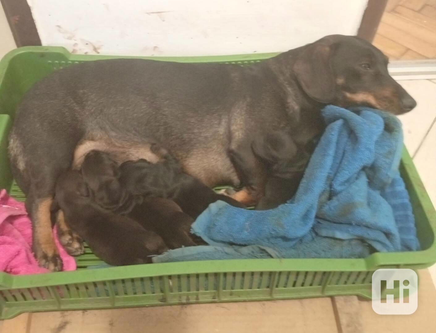 štěně jezevčík hladkosrstý standardní  - foto 1