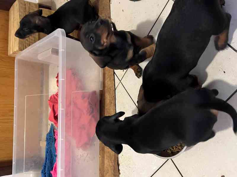 štěně jezevčík hladkosrstý standardní  - foto 3