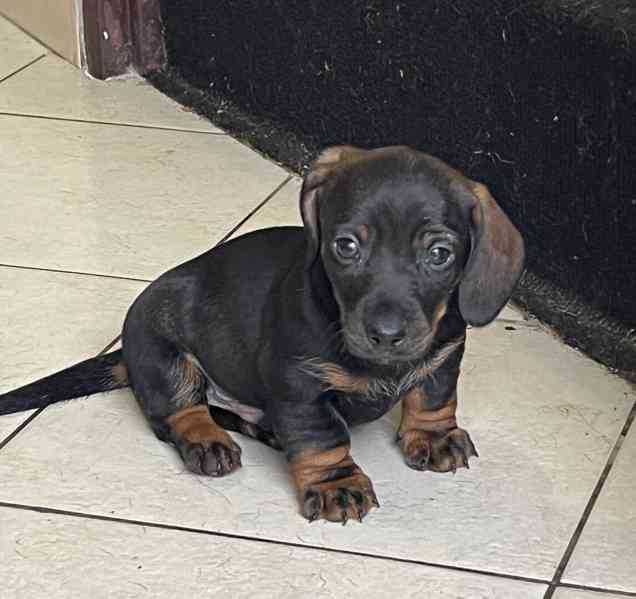 štěně jezevčík hladkosrstý standardní  - foto 9