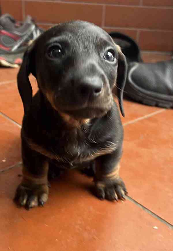 štěně jezevčík hladkosrstý standardní  - foto 6