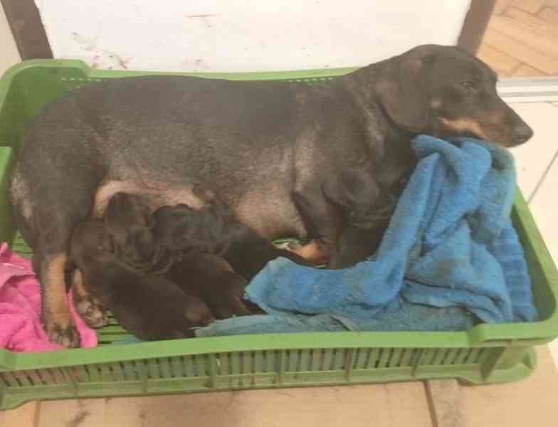 štěně jezevčík hladkosrstý standardní  - foto 1