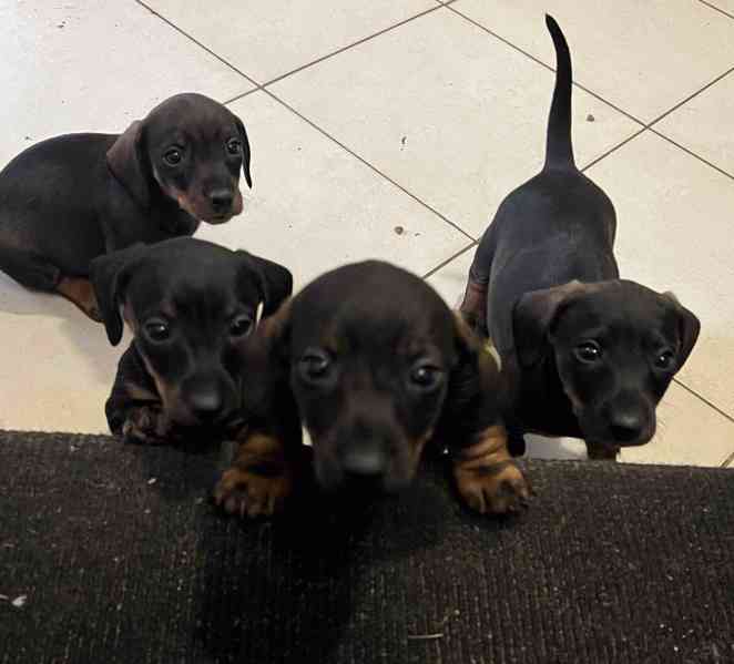 štěně jezevčík hladkosrstý standardní  - foto 2