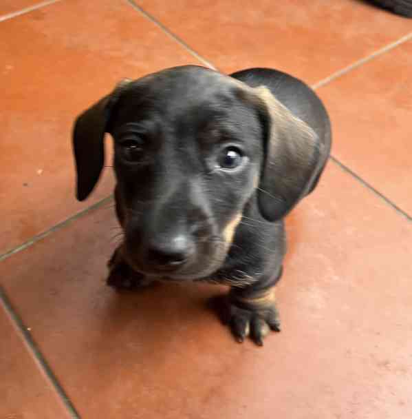 štěně jezevčík hladkosrstý standardní  - foto 10